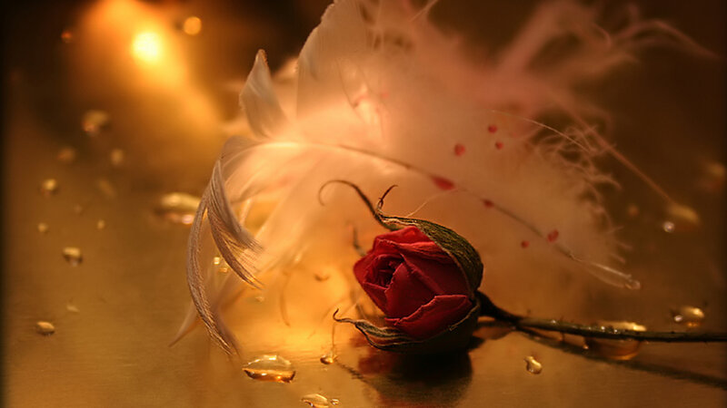 Red Rose Bud — Dramatic, Night, Photograph