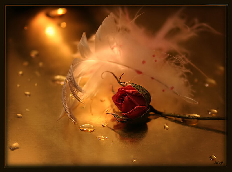 Red Rose Bud — Dramatic, Night