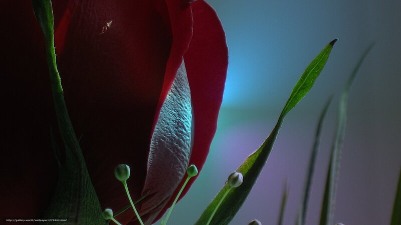 Red Rose Bud — Dramatic, Photograph, Green Leaves, Flower Buds