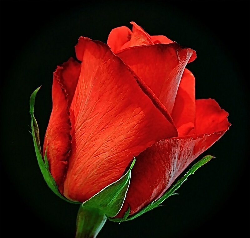Red Rose Bud — Dramatic, Photograph, Green Leaves, Petals