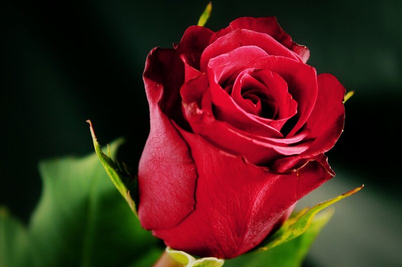 Red Rose Bud — Dramatic, Photograph, Green Leaves