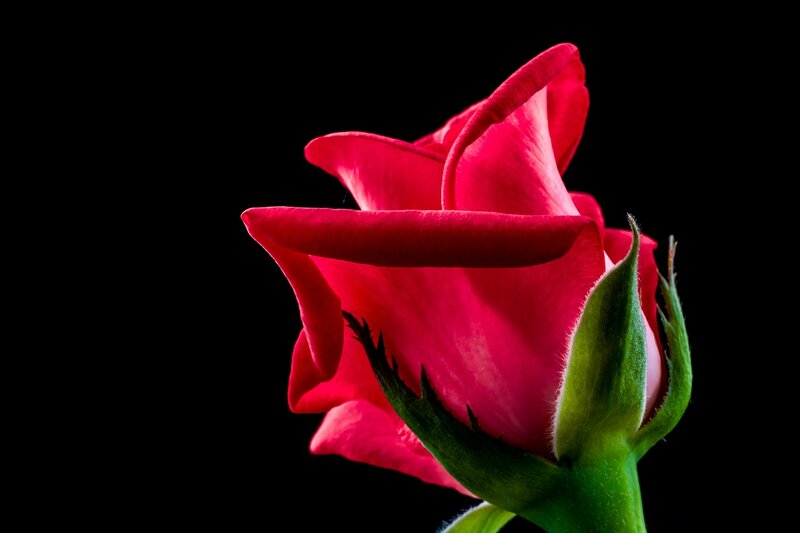 Red Rose Bud — Dramatic, Photograph, Green Sepals