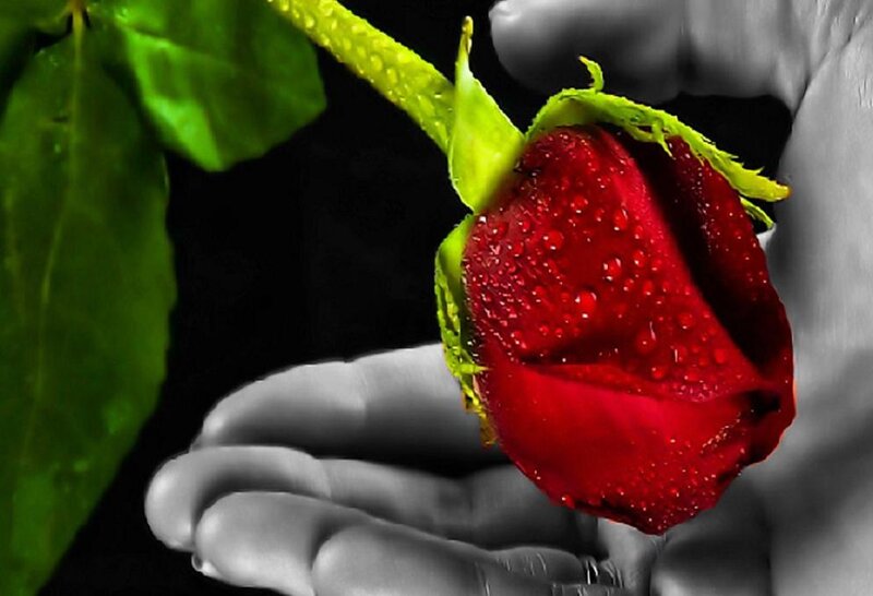 Red Rose Bud — Dramatic, Photograph, Hand