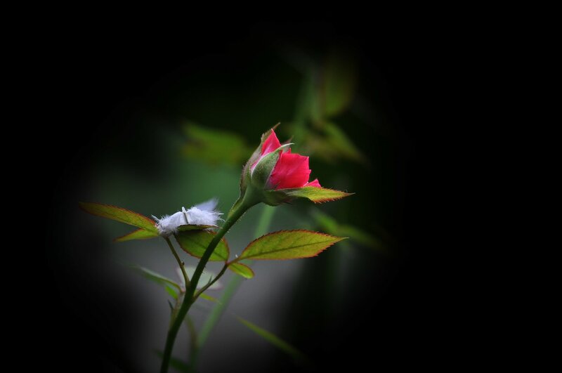 Red Rose Bud — Dramatic, Photograph, Leaf, Feather