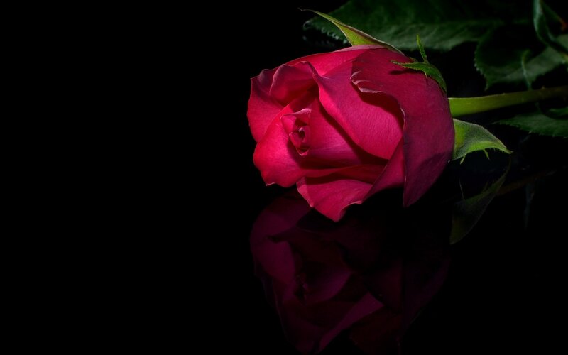 Red Rose Bud — Dramatic, Photograph, Leaf, Stem
