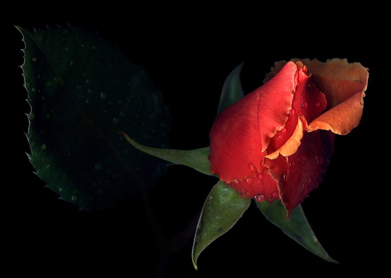 Red Rose Bud — Dramatic, Photograph, Leaf