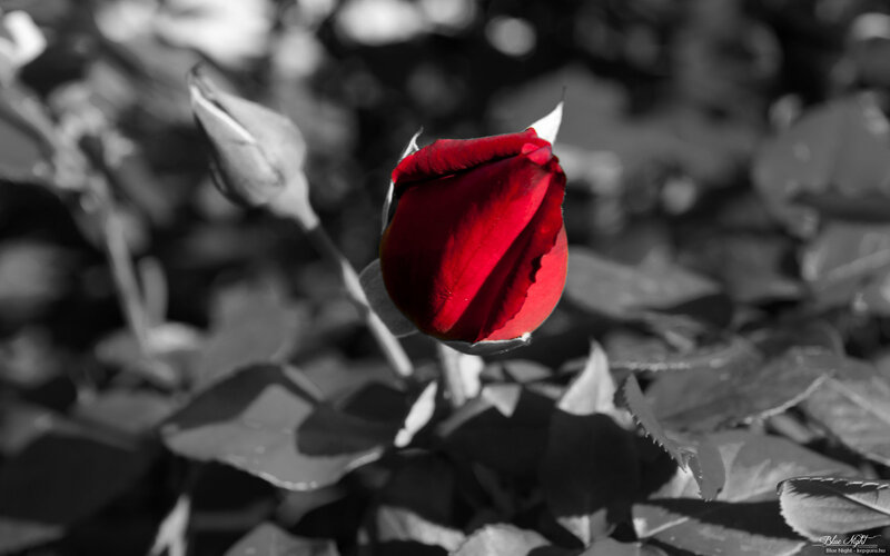 Red Rose Bud — Dramatic, Photograph, Leaves, Stem