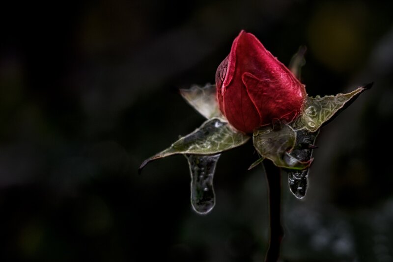 Red Rose Bud — Dramatic, Photograph, Leaves
