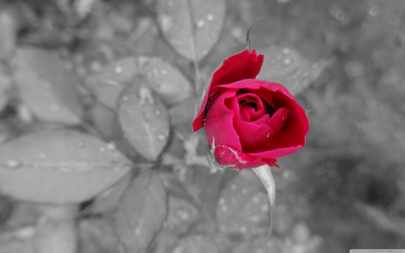 Red Rose Bud — Dramatic, Photograph, Leaves, Water Droplets