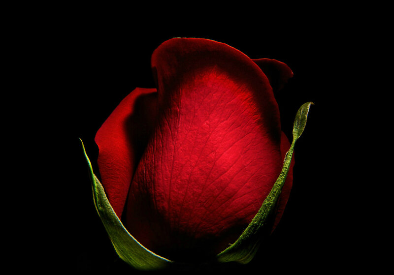 Red Rose Bud — Dramatic, Photograph, Petal, Leaf