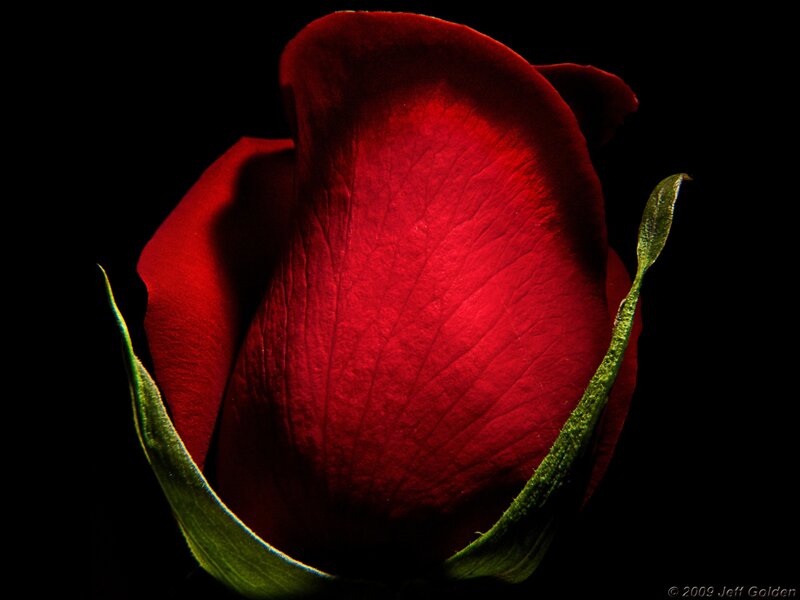 Red Rose Bud — Dramatic, Photograph, Petal