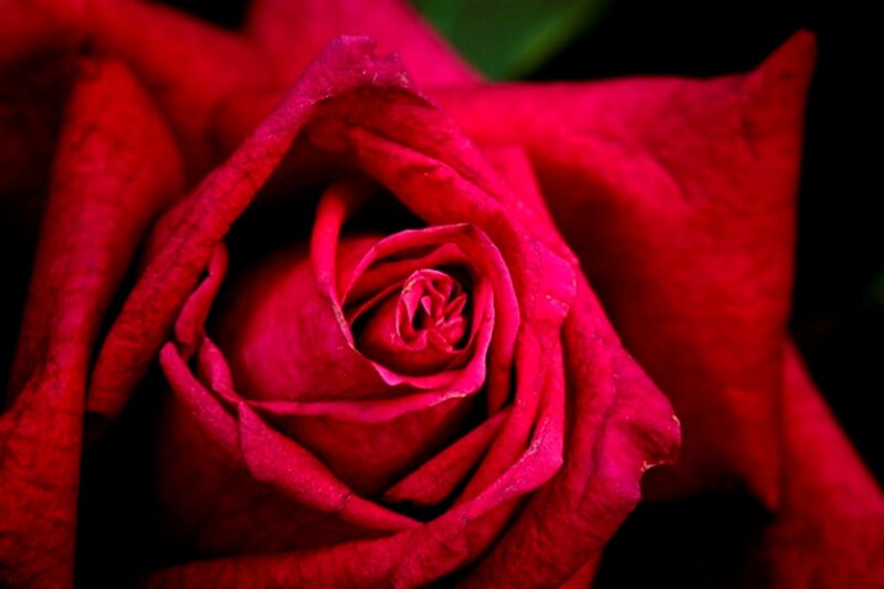 Red Rose Bud — Dramatic, Photograph, Petals, Dark Background