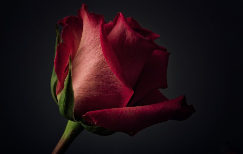 Red Rose Bud — Dramatic, Photograph, Petals, Stem