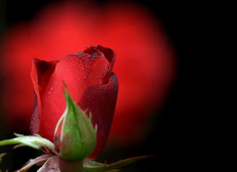 Red Rose Bud — Dramatic, Photograph, Petals