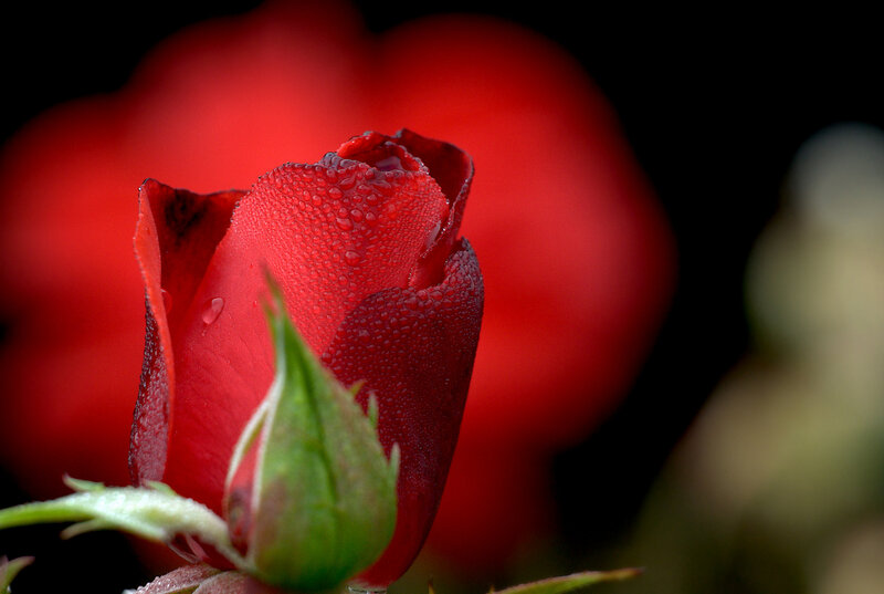 Red Rose Bud — Dramatic, Photograph, Petals, Water Droplets