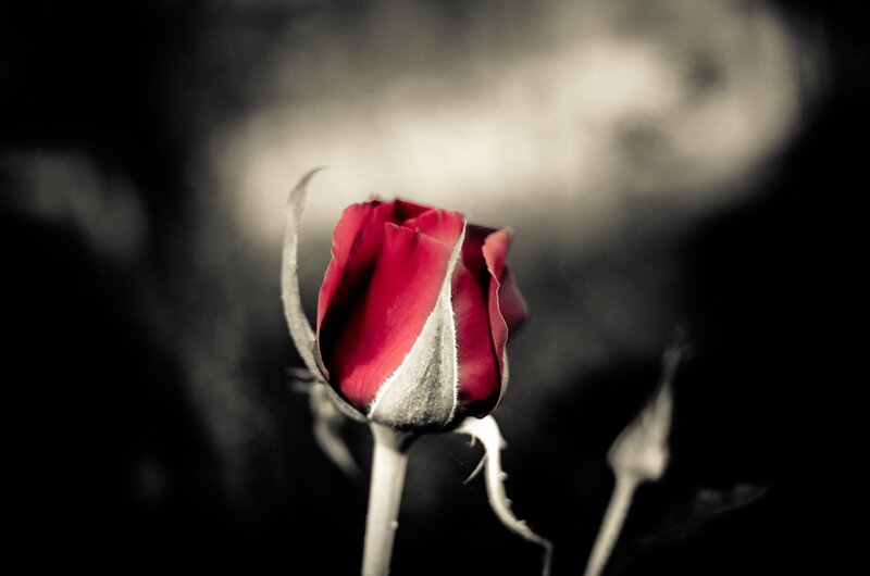 Red Rose Bud — Dramatic, Photograph, Stem, Background