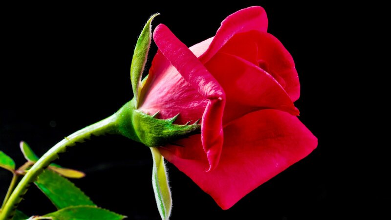 Red Rose Bud — Dramatic, Photograph, Stem, Leaf, Bloom