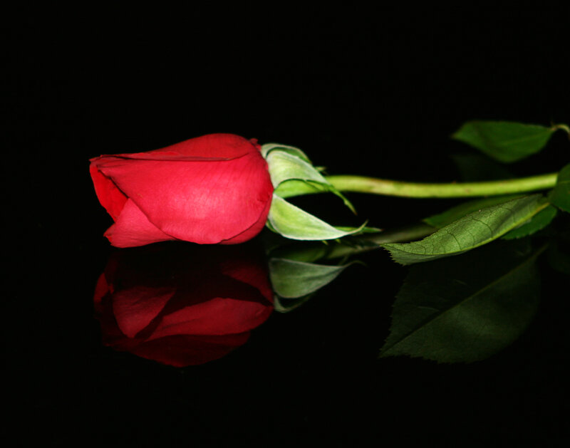 Red Rose Bud — Dramatic, Photograph, Stem, Leaf, Reflection