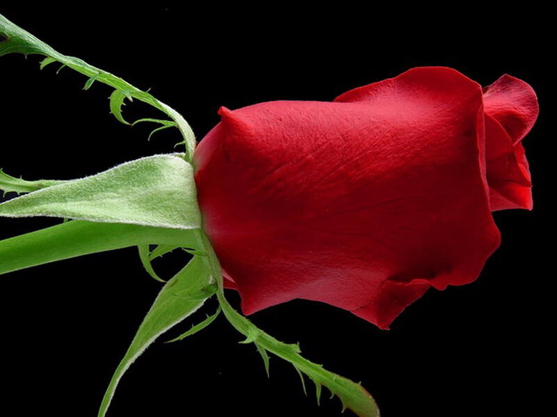 Red Rose Bud — Dramatic, Photograph, Stem, Leaf