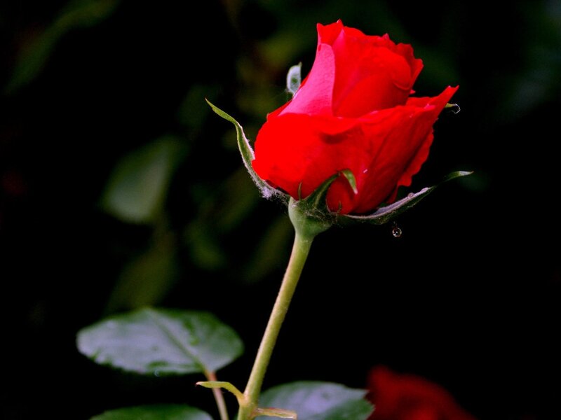 Red Rose Bud — Dramatic, Photograph, Stem, Leaf, Water Droplet