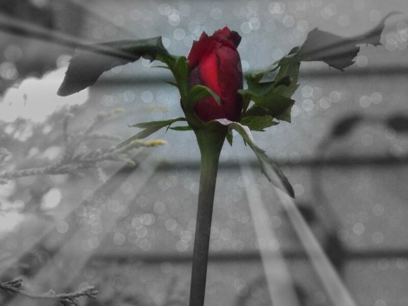 Red Rose Bud — Dramatic, Photograph, Stem, Leaves