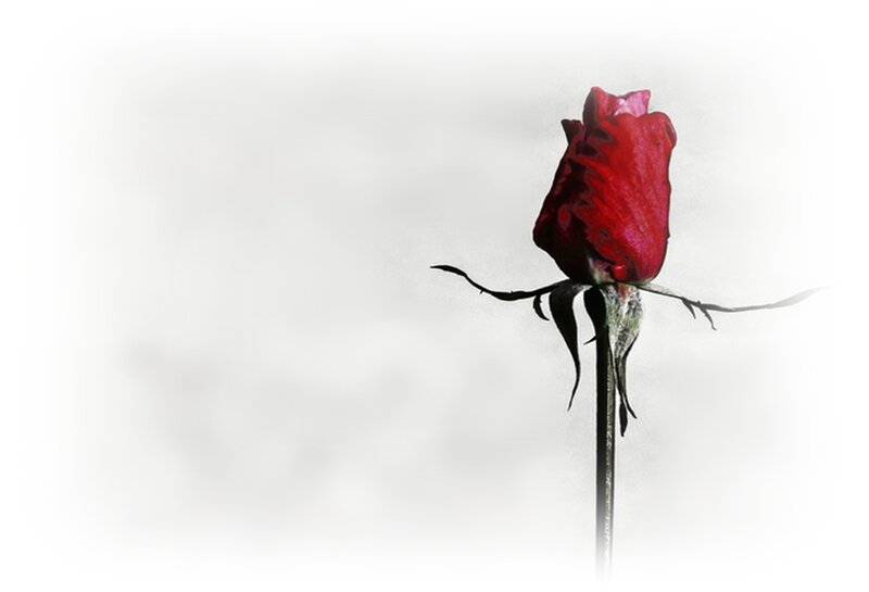 Red Rose Bud — Dramatic, Photograph, Stem, Petals, Background