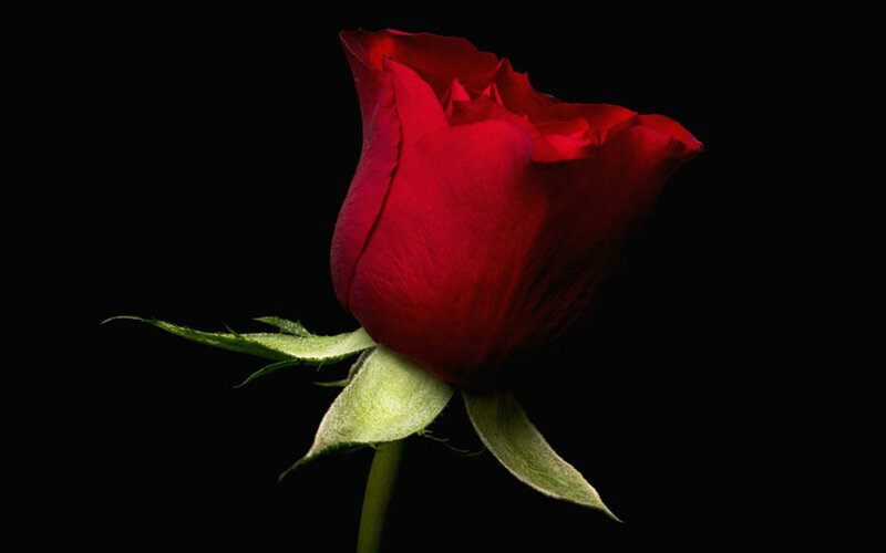 Red Rose Bud — Dramatic, Photograph, Stem, Petals, Leaves