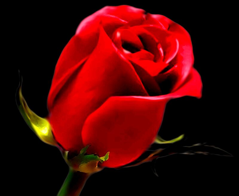 Red Rose Bud — Dramatic, Photograph, Stem, Petals, Sepals