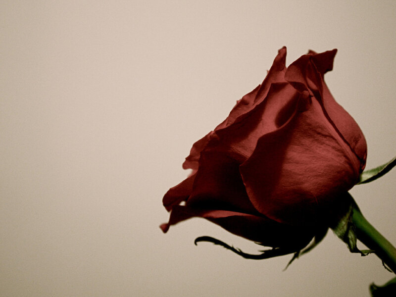 Red Rose Bud — Dramatic, Photograph, Stem, Petals