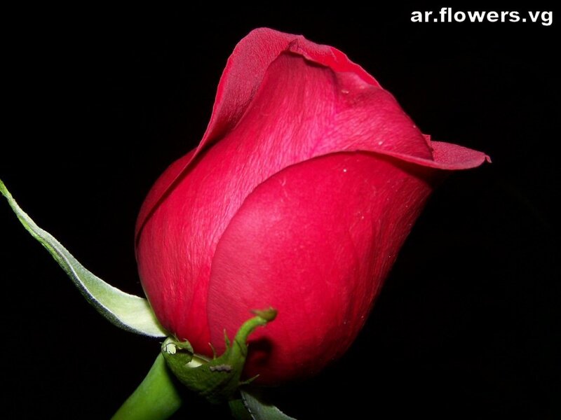Red Rose Bud — Dramatic, Photograph, Stem