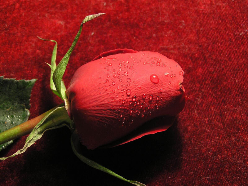 Red Rose Bud — Dramatic, Photograph