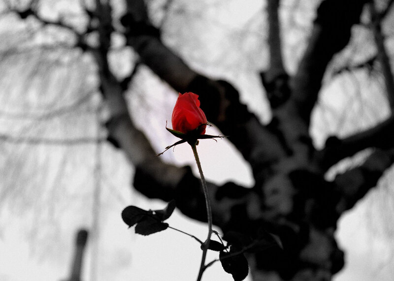 Red Rose Bud — Dramatic, Photograph, Tree Branches