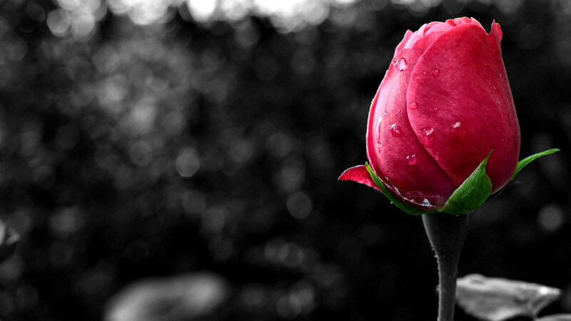 Red Rose Bud — Dramatic, Photograph, Water Droplets, Green Leaves