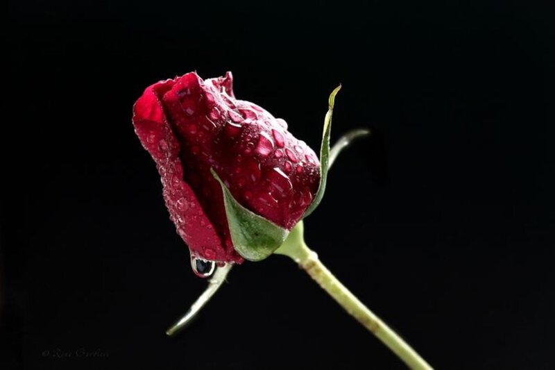 Red Rose Bud — Dramatic, Photograph, Water Droplets, Stem, Black Background