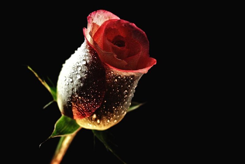 Red Rose Bud — Dramatic, Photograph, Water Droplets, Stem