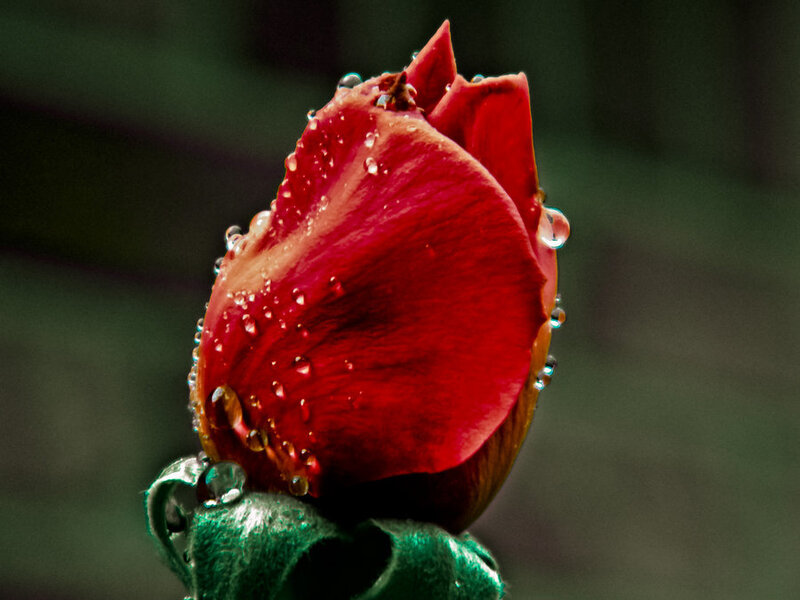 Red Rose Bud — Dramatic, Photograph, Water Droplets