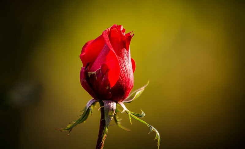 Red Rose Bud — Dramatic, Sunset, Photograph, Stem