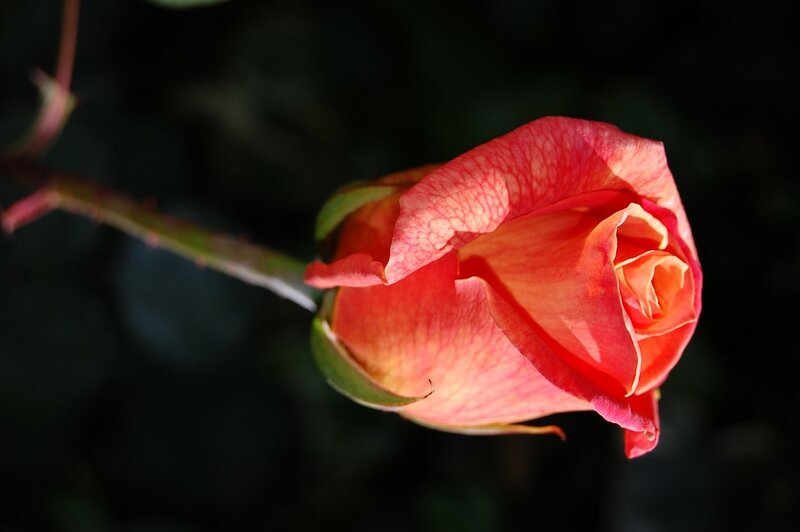 Red Rose Bud — Dramatic, Sunset, Photograph