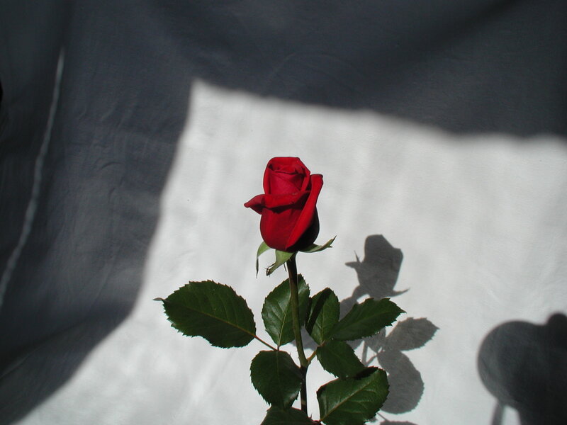 Red Rose Bud — Dramatic