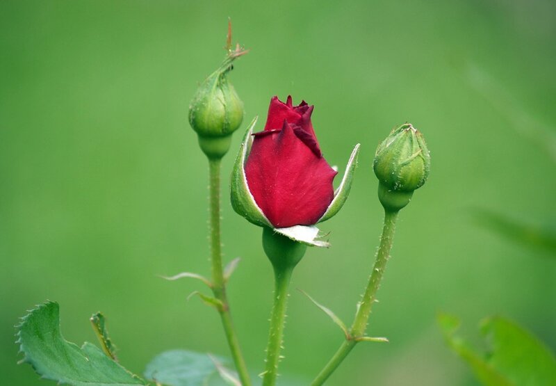 Red Rose Bud — Green