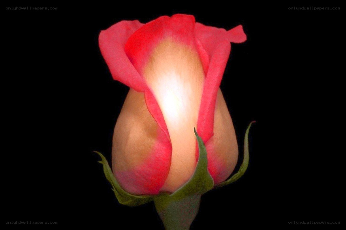 Red rose bud illuminated