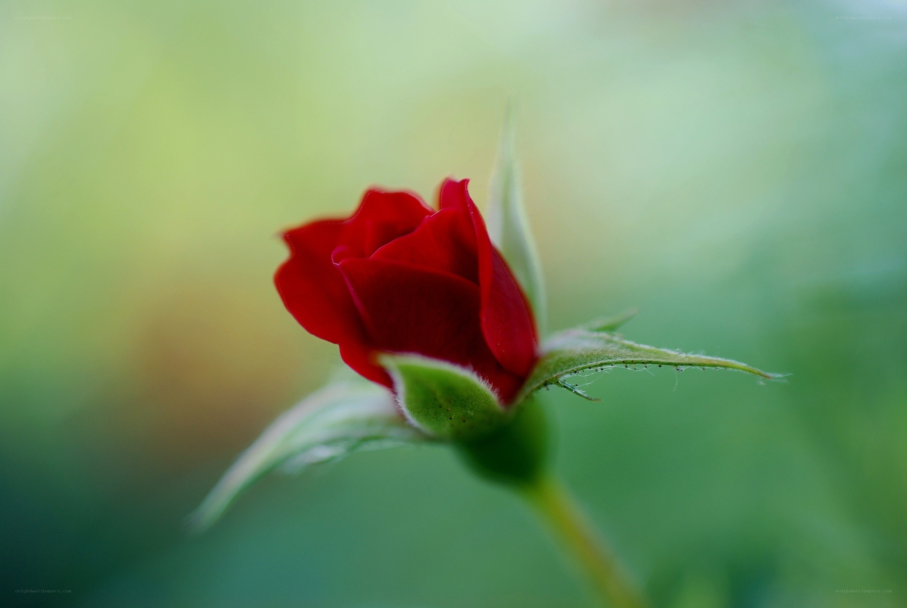 Red rose bud in bloom