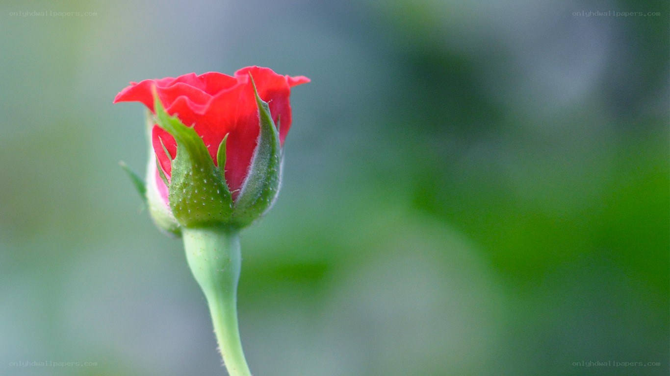 Red rose bud in bloom