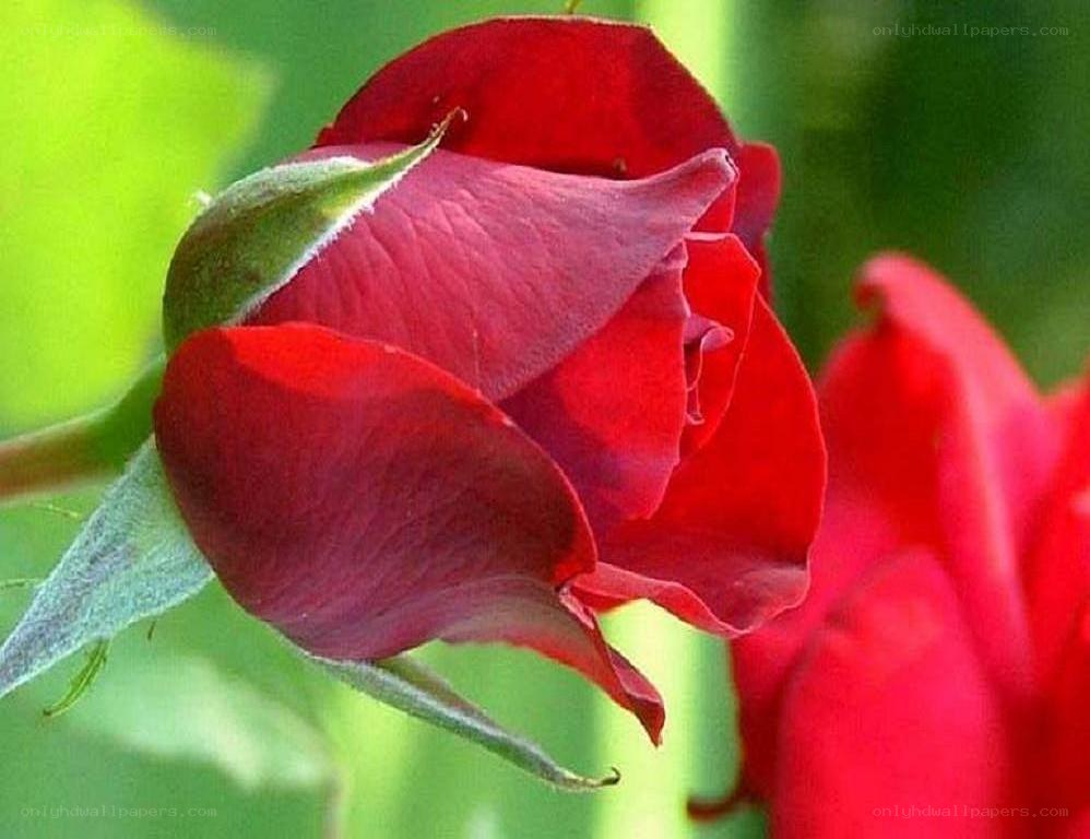 Red rose bud in bloom