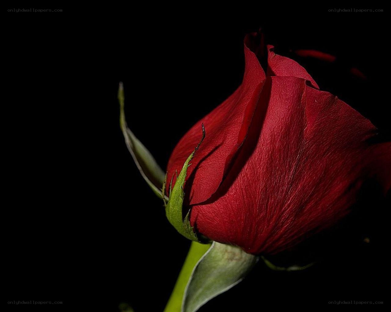 red rose bud in darkness