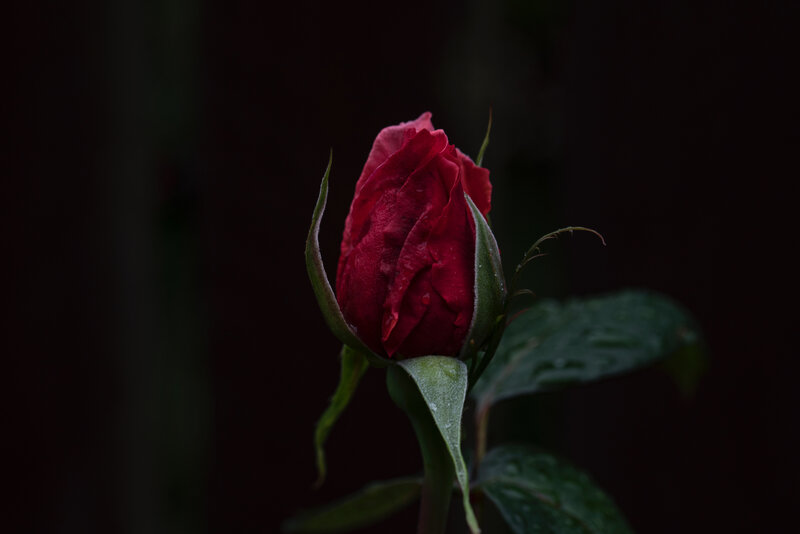 Red rose bud in darkness