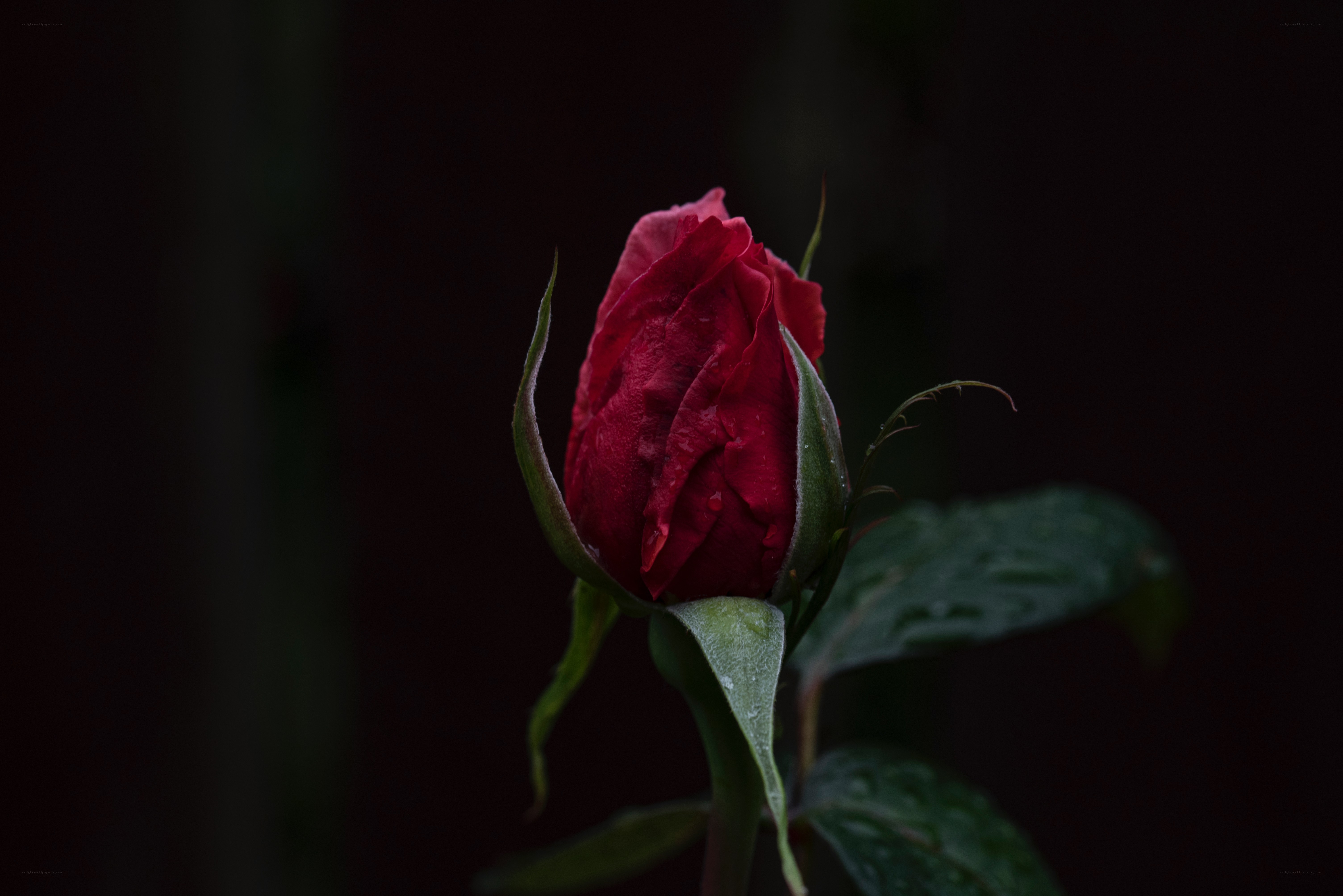 Red rose bud in darkness