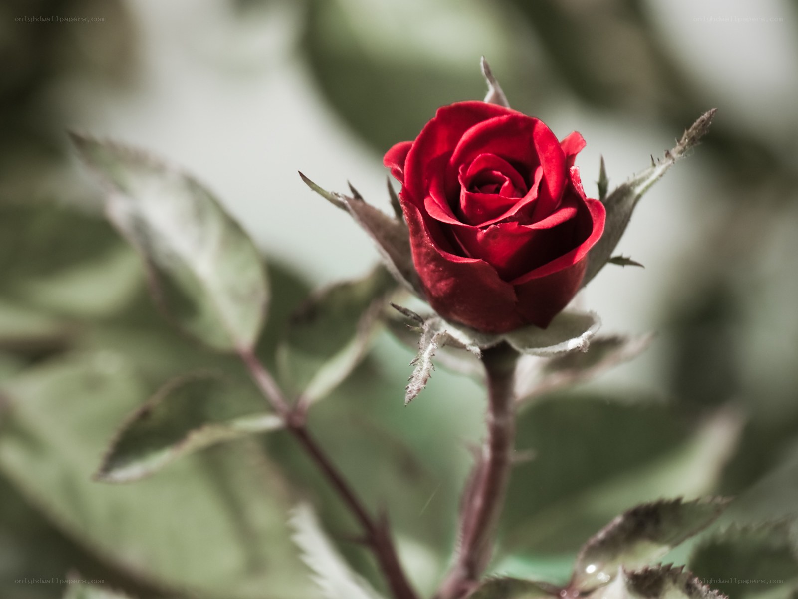 Red rose bud in focus