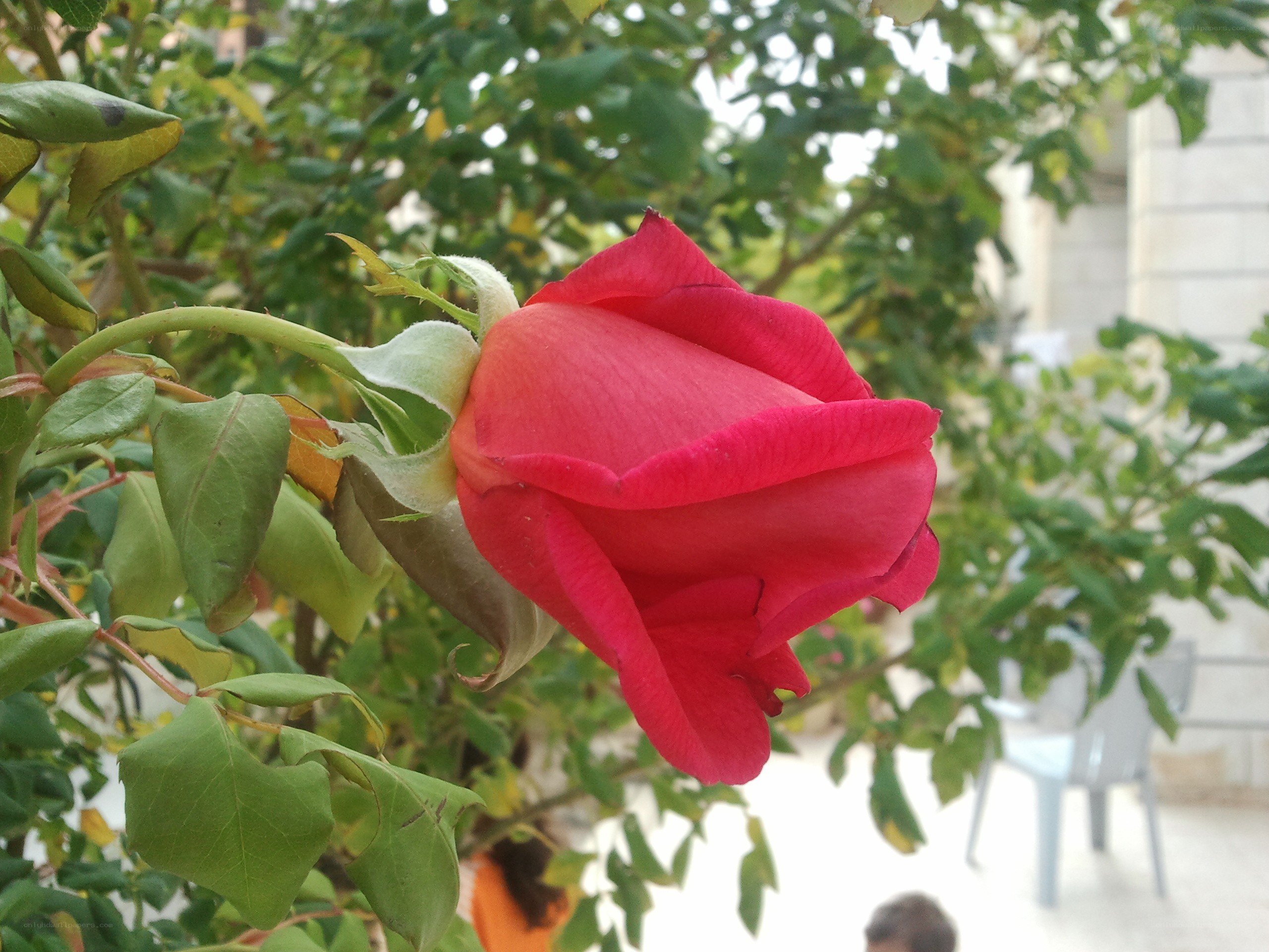 Red rose bud in garden