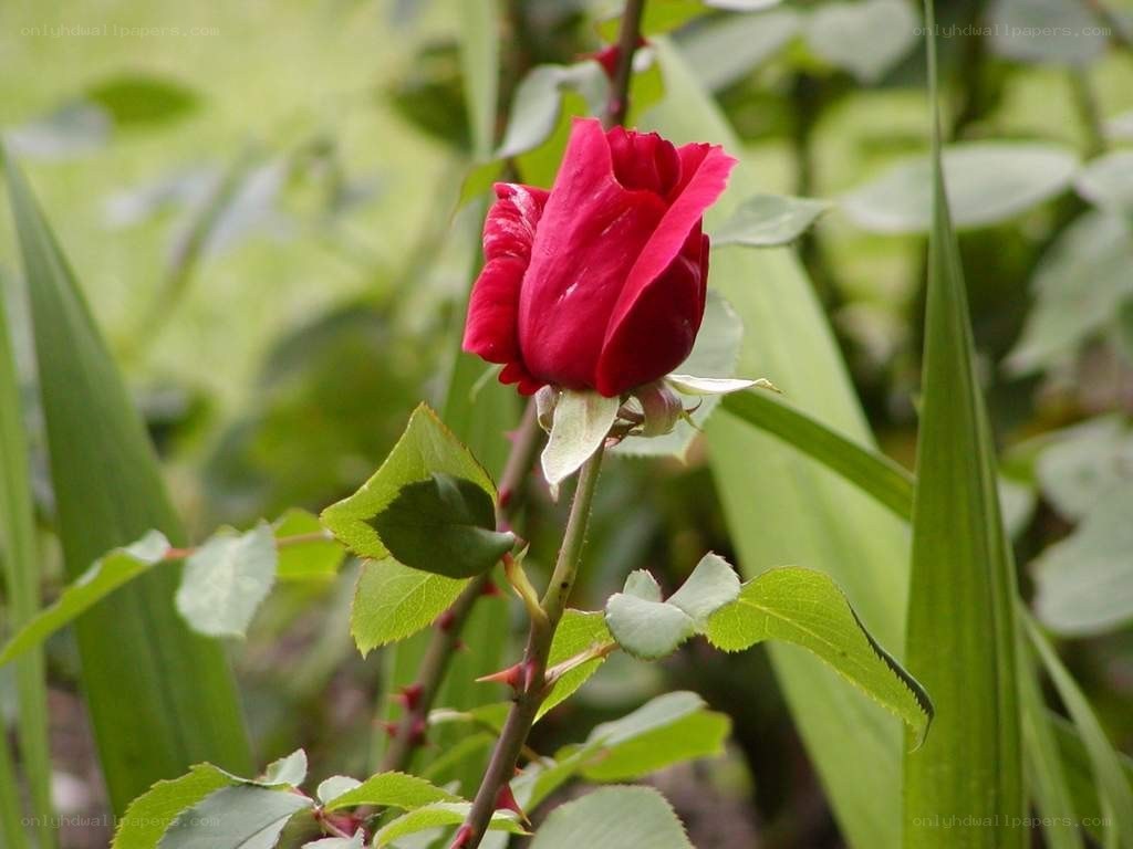 Red rose bud in garden